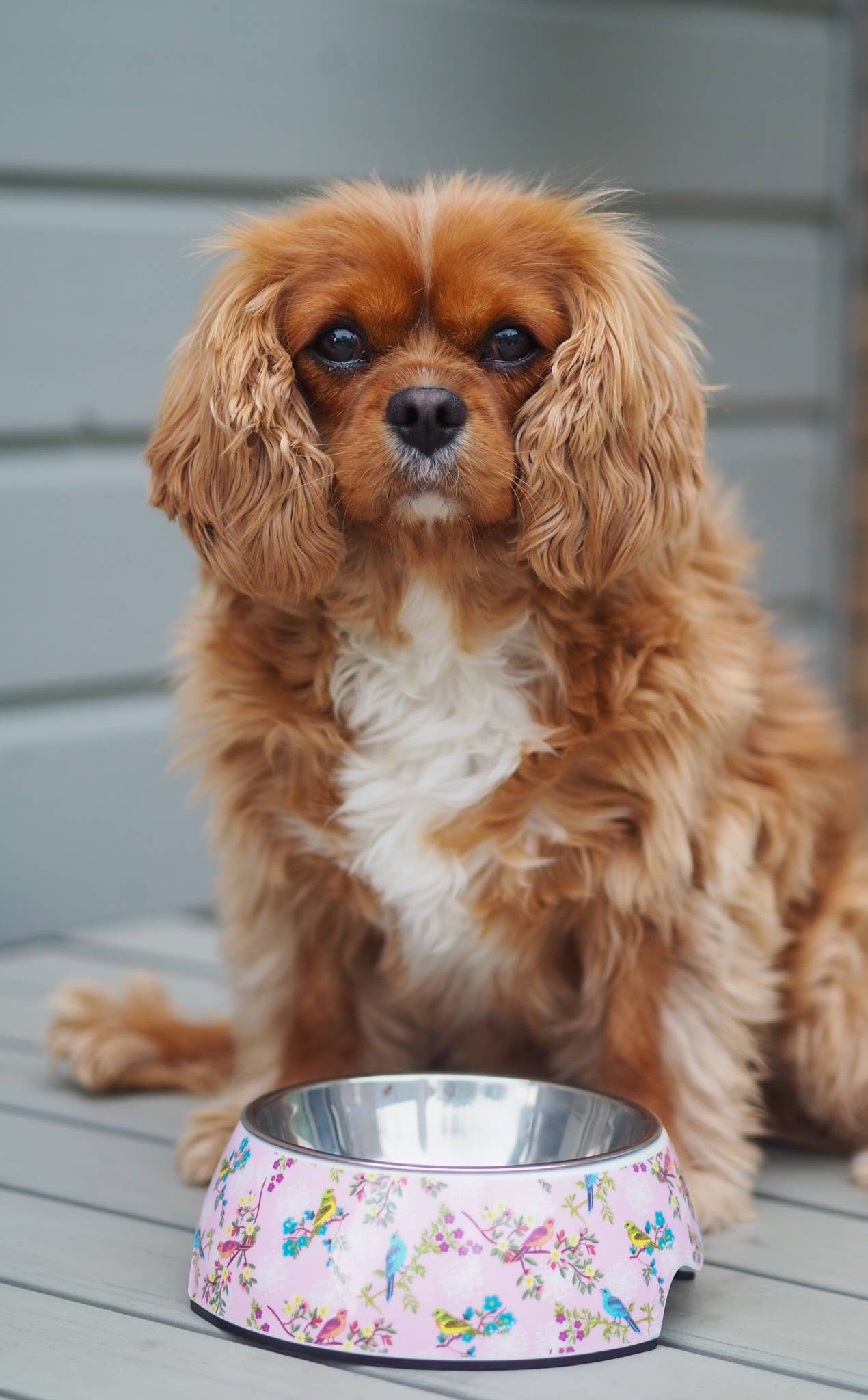 Rosy Paradise Feeding bowl